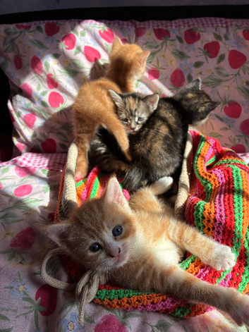 5 beautiful kittens