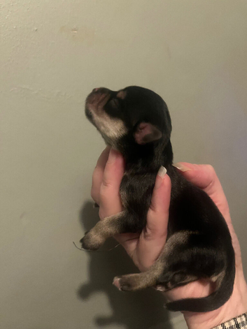 Schnocker pups miniature schnauzer x spaniel