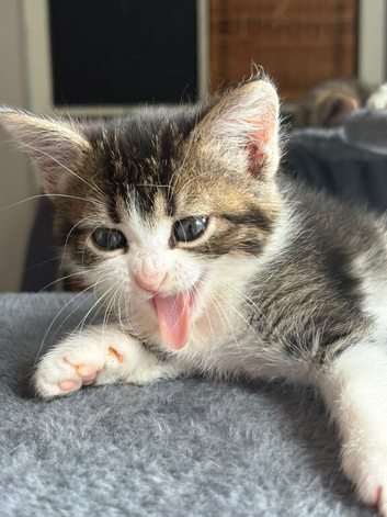 3 beautiful kittens ready to go!