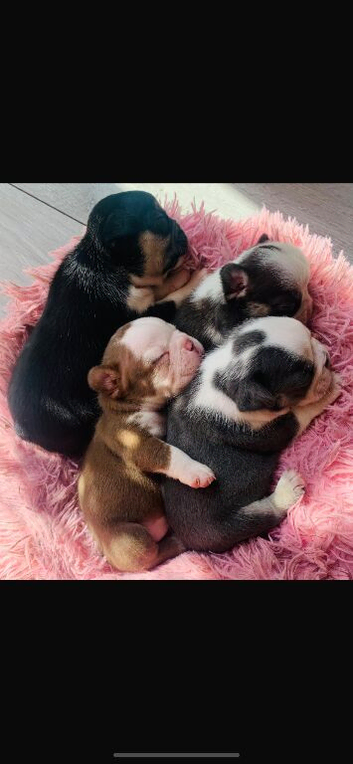 French bulldog puppies