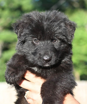 Solid Black female GSD