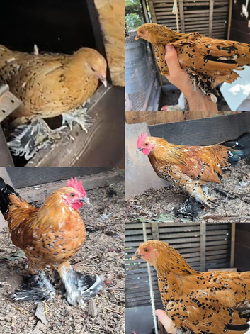 Gold Sablepoot bantam hen and rooster