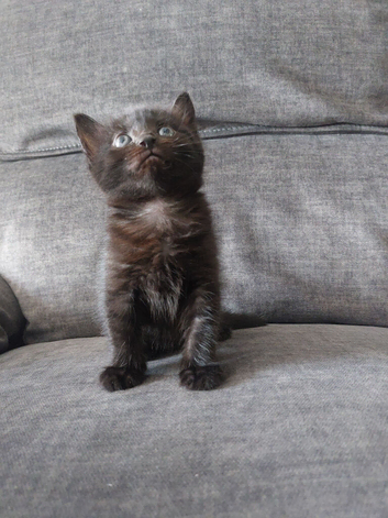 Beautiful 'Ghost Tabby' Black Female Kitten Looking For Her Forever Home