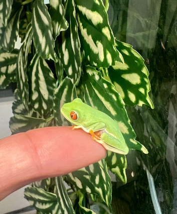 Red eye tree froglets
