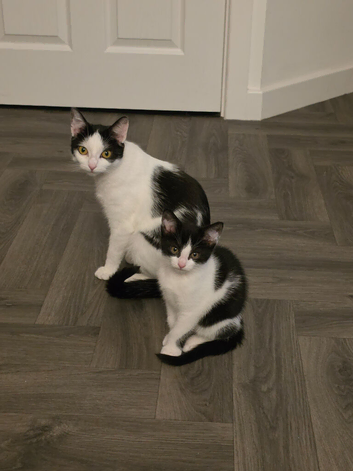 Kittens ready for their new mummy and/or daddy
