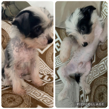 2 Chinese crested puppies