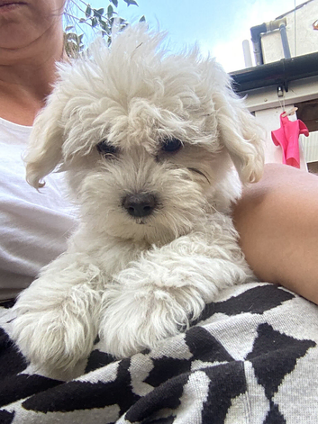 Bichon Frise puppies