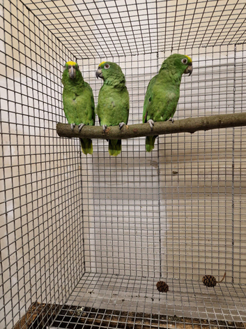 Baby Yellow Crowned Amazon's