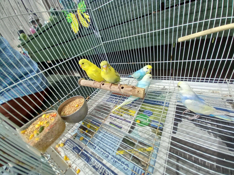 Baby rainbow and pied budgies for sale