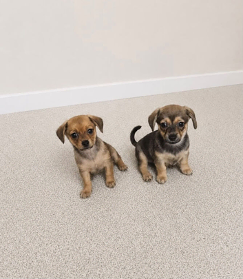 2 Gorgeous dameranian puppies Ready now