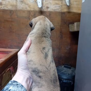 Beautiful bull whippet pups
