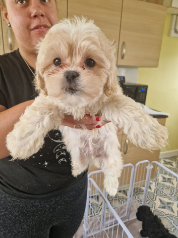 Gorgeous shih poo puppies for sale