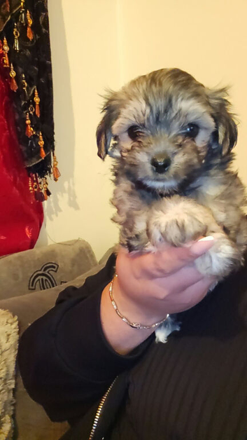 Maltese