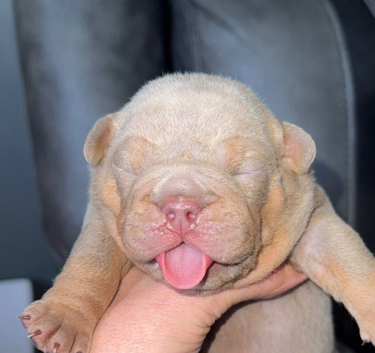 English bulldog puppies