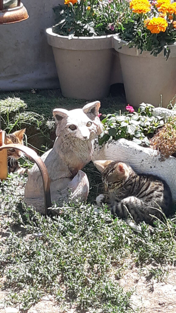 Only 1 girl left Butiful bengal x British short hair kitterns