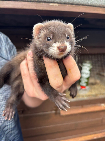 Baby Ferrets for sale