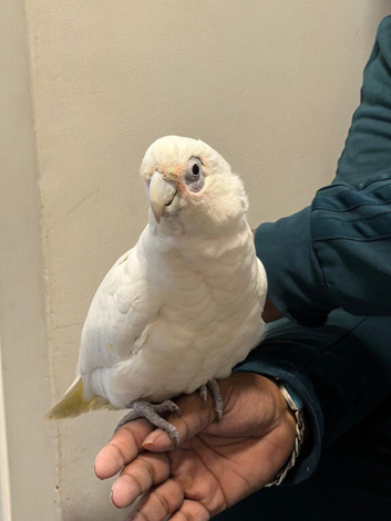 Handreard bare-eyed cockatoo for sale or px