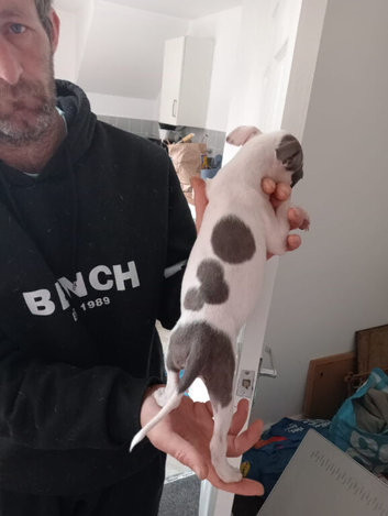 3 Staffy Girls for sale