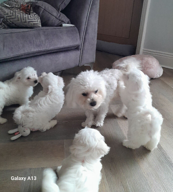 Two beautiful pedigree Maltese boys eft