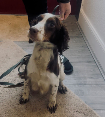 7 beautiful cocker spaniel puppies