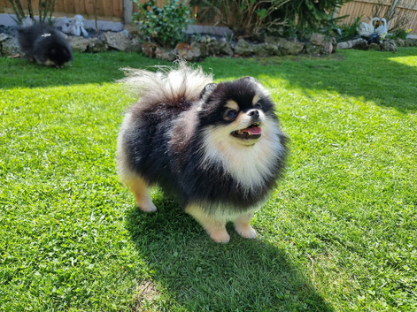 Angelika's Pom House