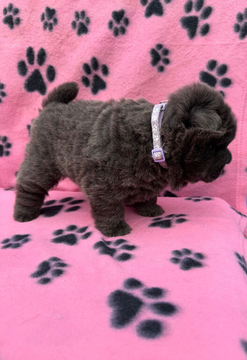 KC registered 6 outstanding adorable chow chow puppies