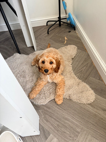 Teddy &ndash; 6-Month-Old Cavapoo Looking for a Loving Forever Home