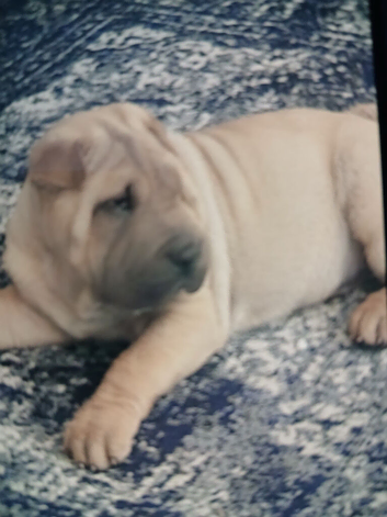 Shar pei