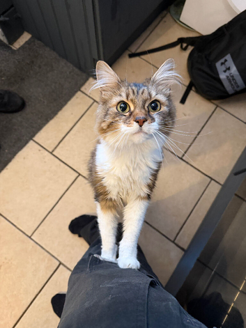 Half maine coon