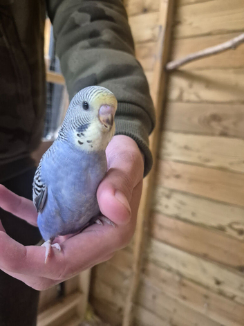 Budgies