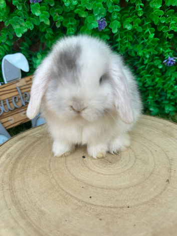 Beautiful purebred mini lops ready to reserve