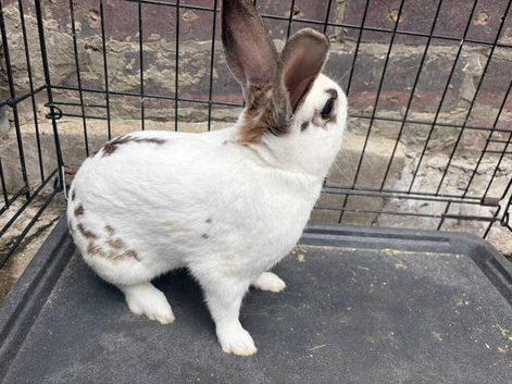 Rabbits for sale in Sheffield