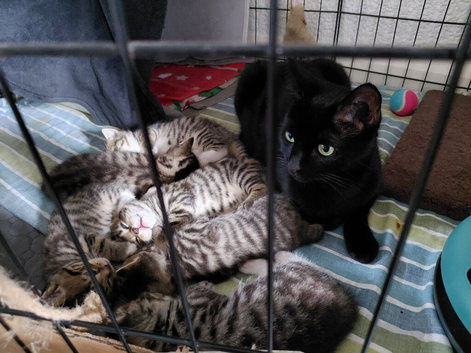 Beautiful Tabby Kittens For Sale