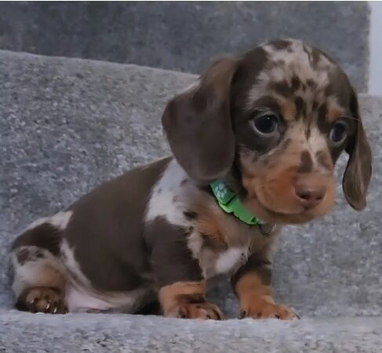 Stunning Miniature Dachshund Puppies Available