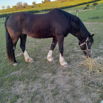 Registered Welsh section D mare