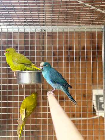 Kakarikis