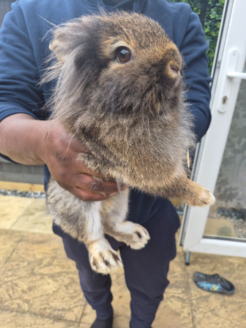 Mini loop rabbits