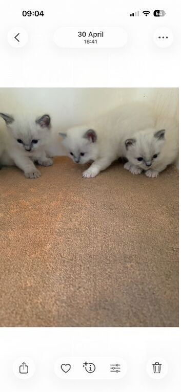 Ragdoll kittens