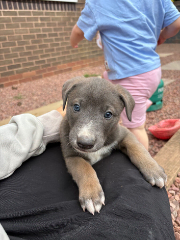 Lurcher puppies