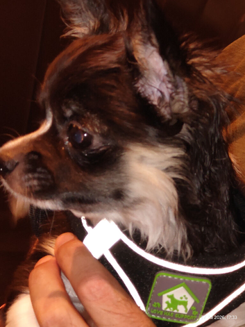 Female pure Chihuahua Black and white long haired