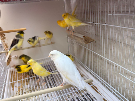 Persian canary's and Lancashire canary's