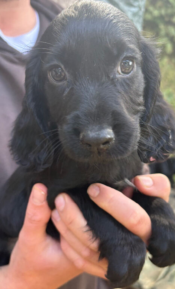 Beautiful 8 week old cocker spaniel puppies