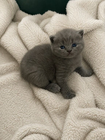 Beautiful kittens ready to reserve to forever homes