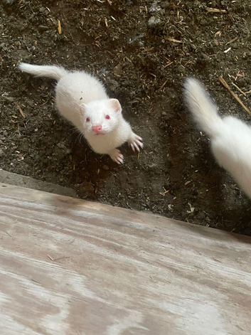Albino kit hob for &pound;30 or swap for female kit jill dark or silver