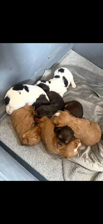 Stunning cocker spaniel pups