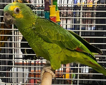 Variety Baby Amazon Parrots available