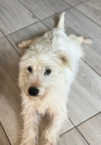 West highland terrier x Maltese boy