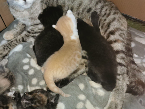 Bengal cross kittens