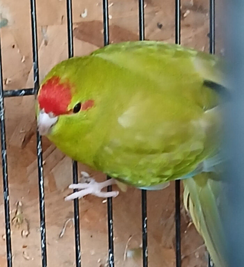 Kakariki hen Kakariki hen