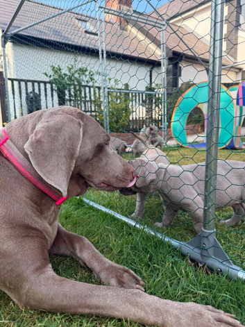 10 KC registered puppies for sale